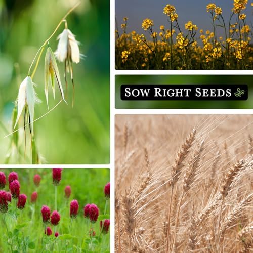 Sow Right Seeds- Cover Crop Seed Collection for Planting for Improving Soil - Image 3