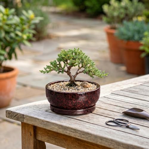 6 Inch Ceramic Succulent Planters with Saucer, Red Leopard - Image 4