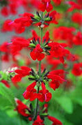 Park Seed Summer Jewel Red Salvia Seeds, Pack of 25 by ParkSeed