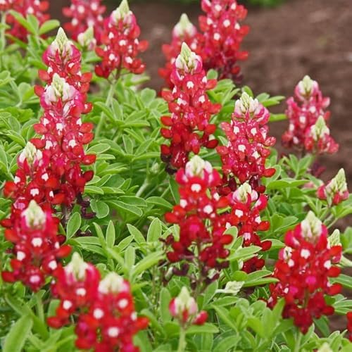 1100+ Texas Bluebonnet Seeds for Planting - Annual Lupinus Texensis, Heirloom Drought-Tolerant Wildflower Seeds Attracts Pollinators - Image 3