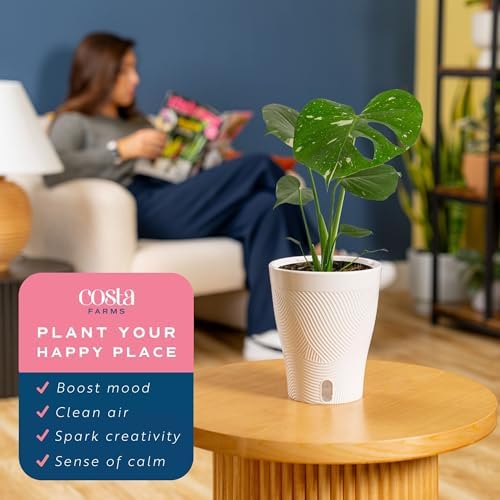 Costa Farms Thai Constellation Monstera, Live Indoor Plant, Tropical Plant - Image 5