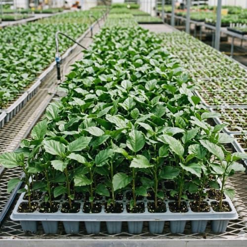 2 Red Hibiscus Flower Live Plants, Blooming Garden Shrub, 4-6 Inch Tall - Image 6