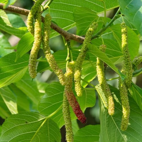Pakistan Mulberry Tree Live Plant, 5-8" Mulberry Starter Plant - Image 5