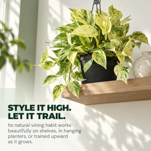 Snow Queen Pothos Starter Live Plant - Variegated Indoor Vine - Image 6