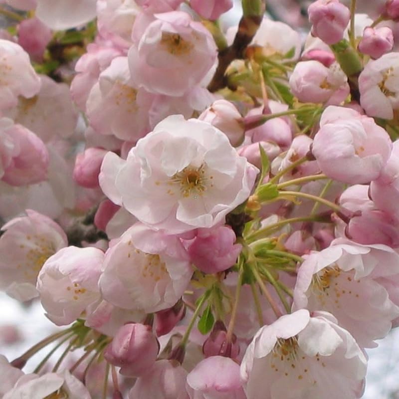 Light Pink Cherry Blossom Tree Live Plant, 6-12 Inch Tall, 2.5 Inch Pot - Image 4