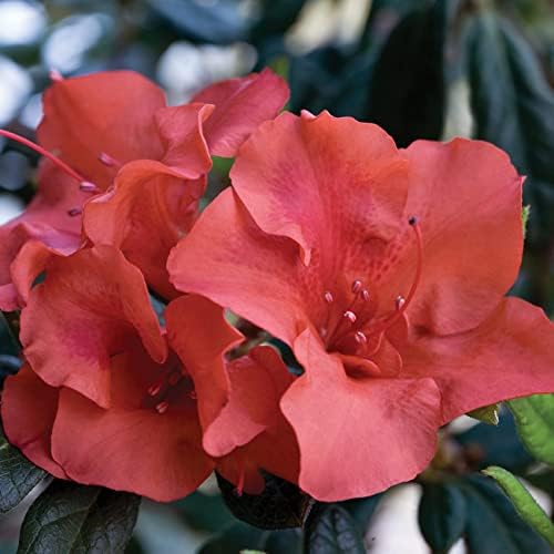 Live Encore Azalea Autumn Embers in 3 Gallon Pot | Red Flowering Bushes Ready to Plant | Reblooming and Pollinator Attracting Azalea Shrubs - Image 5