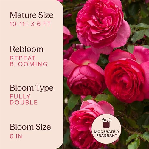 Heirloom Climbing Roses, Live Own Root Plant, Pretty in Pink Eden Climber® - Image 6