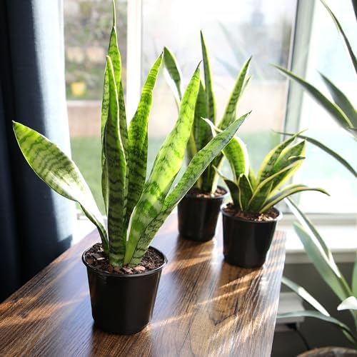 Live Snake Plant, Sansevieria Zeylanica, Indoor House Plant in Pot, Mother in Law Tongue Sansevieria Plant Live, Potted Succulent Plant, Fully Rooted Houseplant in Potting Soil by Plants for Pets - Image 3