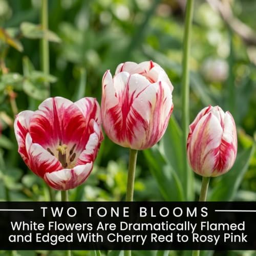 25 Kissable Tulip Bulbs for Fall Planting | Pink White Triumph Tulips - Image 2