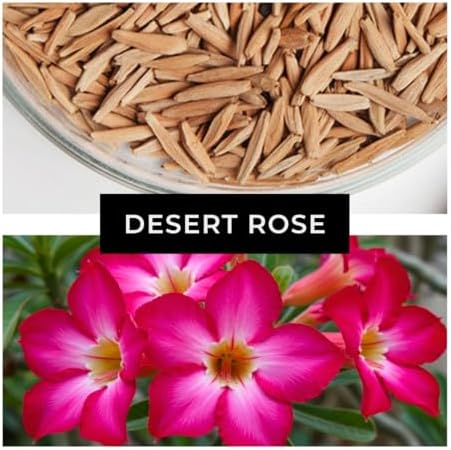 20 Desert Rose Seeds | Adenium Obesum Exotic Flower Seeds - Image 5
