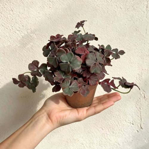2 Pack Artificial Shamrock Potted Plants, Fake Clover Greenery with Pot - Image 6