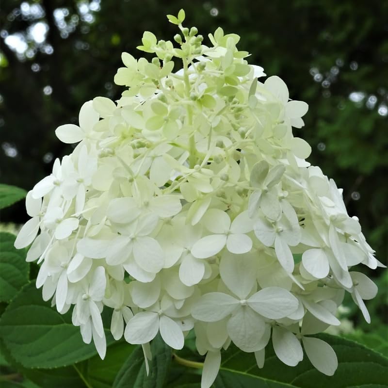 Little Lime Hydrangeas Live Plants for Planting, 6-10" Tall in a Quart Pot, Hydrangea Plant Live, Low Maintenance, Cold Hardy Perennial Flowering Shrub for Garden Beds & Outdoor Landscaping - Image 6