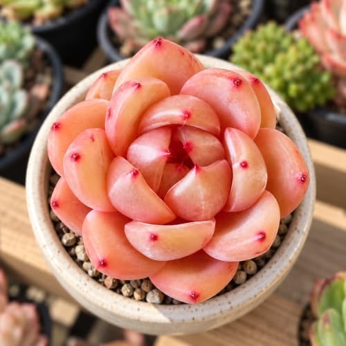 Echeveria 'Champagne' 2 Inch Bare Root Live Succulent Plant for Collectors - Image 6