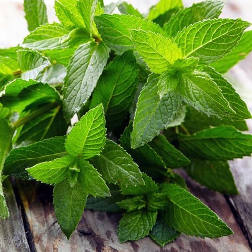 Seed Needs Peppermint Seeds to Plant an Herb Garden - 10 Packs - Image 2