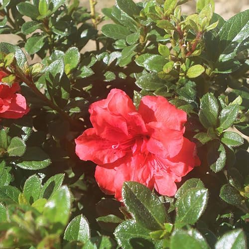 Perfect Plants Autumn Embers Encore Azalea, 1 Gallon, Live Shrub - Image 4
