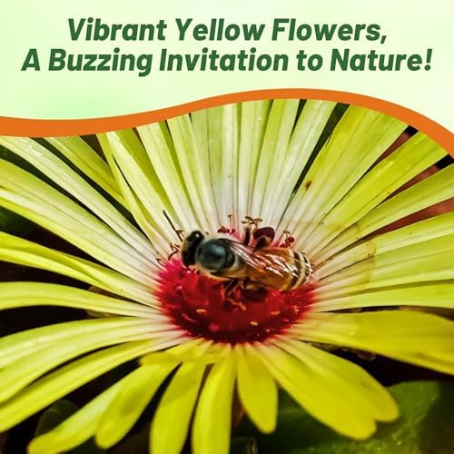 Outsidepride Gelato Yellow Ice Plant Seeds - 5000 Pcs Perennial, Drought Tolerant Ground Cover Seeds for Planting Vibrant Trailing Blooms, Ideal for Sunny Gardens & Xeriscape Landscaping - Image 4