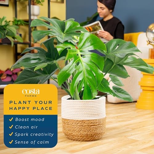 Costa Farms Monstera, Live Indoor Plant, Tropical Plant, Home Decor - Image 5