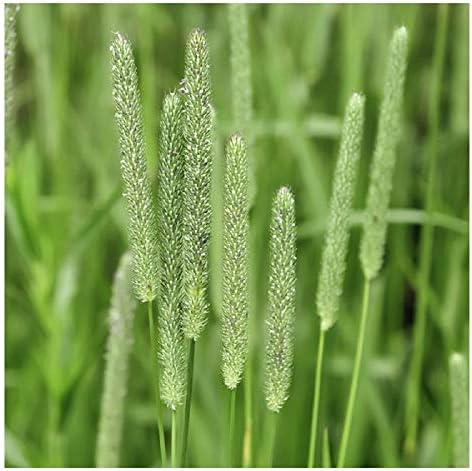 Climax Timothy Grass Seeds, 1 Pound by Seeds2Go - Image 3