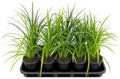 Super Blue Lilyturf - Liriope Muscari - 3 Live 4 Inch Pots - Drought Tolerant Low Maintenance Groundcover Plants by FloridaFoliage