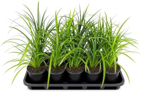 Super Blue Lilyturf - Liriope Muscari - 1 Live 4 Inch Pot - Drought Tolerant Low Maintenance Groundcover Plants by FloridaFoliage