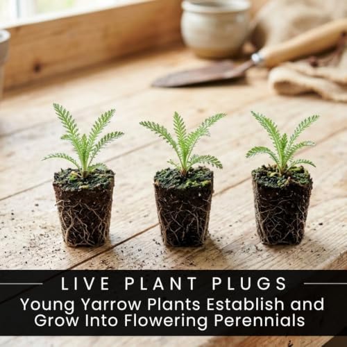 10 Taffy Yarrow Live Plant Plugs | Sassy Summer Achillea Perennial Plants - Image 3