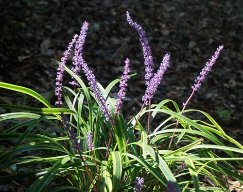 Liriope Spicata Creeping Lily Turf, Purple Flowering Ornamental Grass, Live Perennial Ground Cover Plant for Landscaping, Shade to Sun Gardens (Bare Root/Set of 100) by PixiesGardens