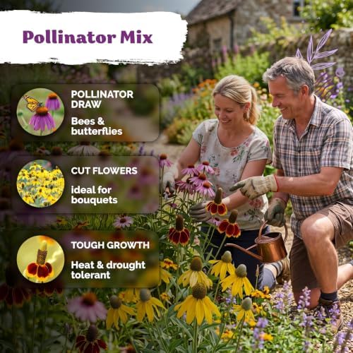 550 Mixed Coneflower Seeds for Planting, Heirloom Flower Seeds - Image 4
