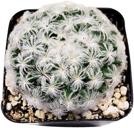 Live Mini Cactus Plants (8 Pack), Assorted Potted Cacti Variety Pack - Image 4