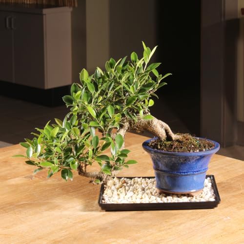 Brussel's Bonsai - Large Live Ficus Bonsai Tree with Tray, Indoor Plant - Image 4