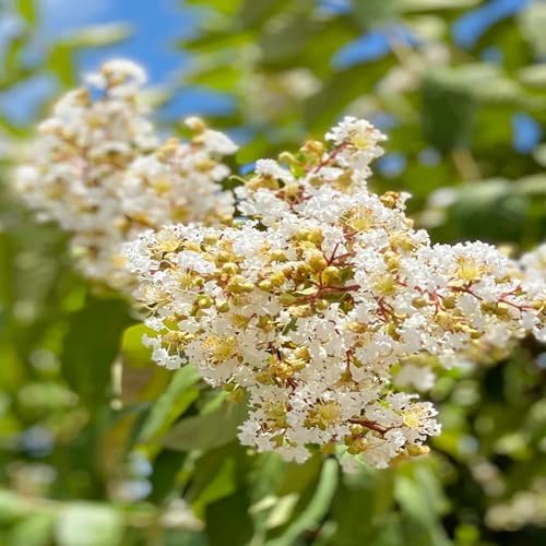 Natchez Crape Myrtle Live Tree, 1 Gallon Potted, White Flowers | Arbor Day Foundation (Due to Agricultural Laws, Unavailable to CA, AZ) - Image 3
