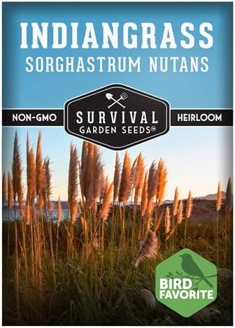 Indiangrass Seeds for Planting, Sorghastrum nutans - 1 Pack by SurvivalGardenSeeds