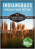 Indiangrass Seeds for Planting, Sorghastrum nutans - 1 Pack by SurvivalGardenSeeds