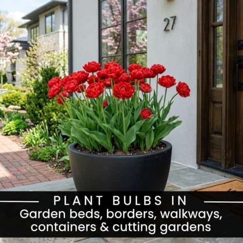 25 Miranda Double Tulip Bulbs for Fall Planting | Red Peony Spring Flowers - Image 5