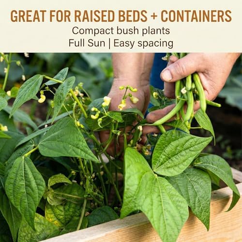 50 Green Bean Seeds for Planting - Provider - Bush Bean - Heirloom | Non-GMO | USA Grown - Image 3