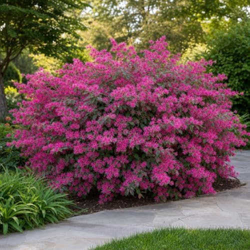Loropetalum Razzleberry | 30 Live Plants | Loropetalum Chinense | Evergreen Shrub | Vibrant Pink Flowers | Fast Growing | Low Maintenance | Ornamental Bush | Outdoor Landscaping - Image 2