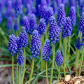 Garden State Bulb Muscari Grape Hyacinth Flower Bulbs, 8/9cm, Fragrant (Bag of 100) by GardenStateBulbCo