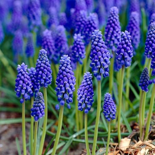 Garden State Bulb Muscari Grape Hyacinth Flower Bulbs, 8/9cm, Fragrant (Bag of 100) by GardenStateBulbCo