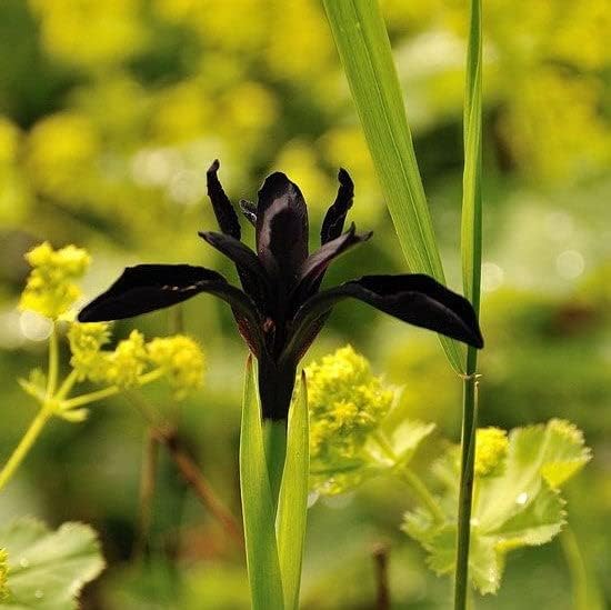 Eden Brothers Siberian Iris Roots - Black Flowered - Image 3