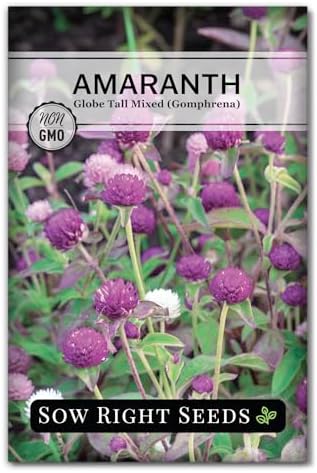 Sow Right Seeds - Tall Mixed Globe Amaranth Seed for Planting Gomphrena by SowRightSeeds