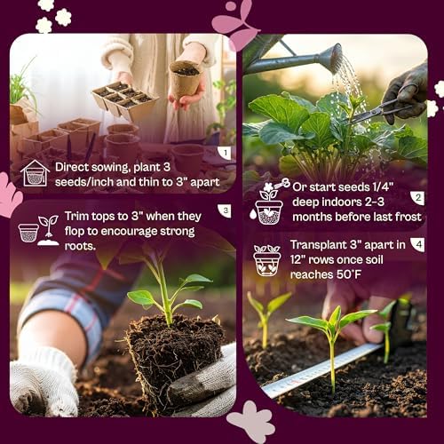 SVI 500 Bunching White Onion Seeds For Planting (Allium fistulosum) – Green Onion Seed Packets, Bunching Scallions Seed, Cebolla – Heirloom Vegetable Seeds for Planting Outdoors Home garden Containers - Image 5