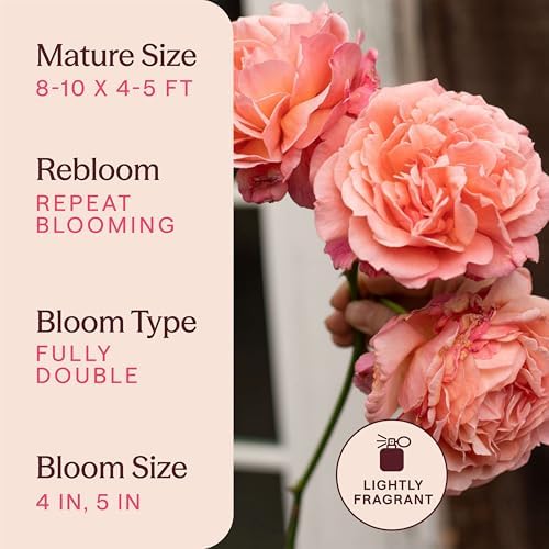 Heirloom Climbing Roses, Live Own Root Plant, Reach for the Skies - Image 6