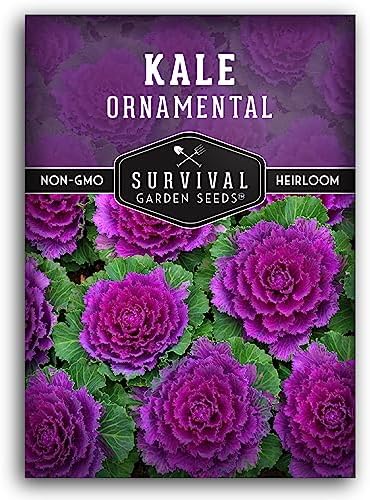 Ornamental Kale Seeds for Planting, Heirloom Flowering Cabbage - 1 Pack by SurvivalGardenSeeds