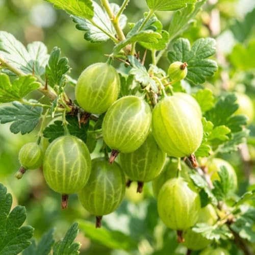 Sweet Gooseberry Plant Live, Gooseberry Bush, 4-6 Inch Tall - Image 2