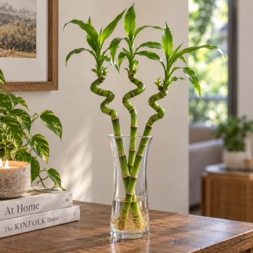 16-18 Inch Curly Lucky Bamboo Live Plant, Spiral Lucky Bamboo, Indoor Water Plant, Feng Shui Plant, 5 Stalks - Image 6