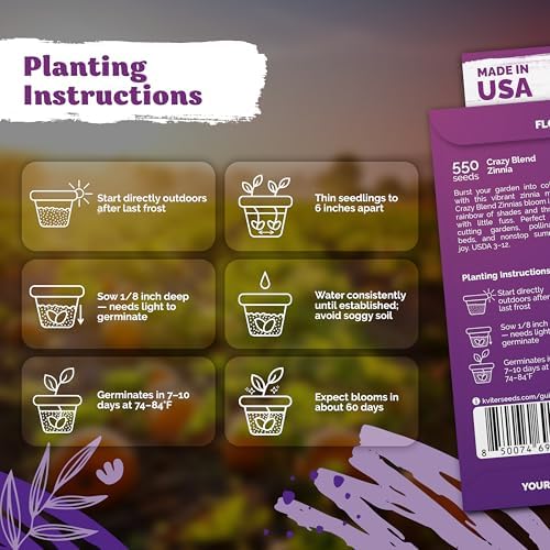 550 Crazy Blend Zinnia Heirloom Flower Seeds for Planting, Zinnia Elegans - Image 4