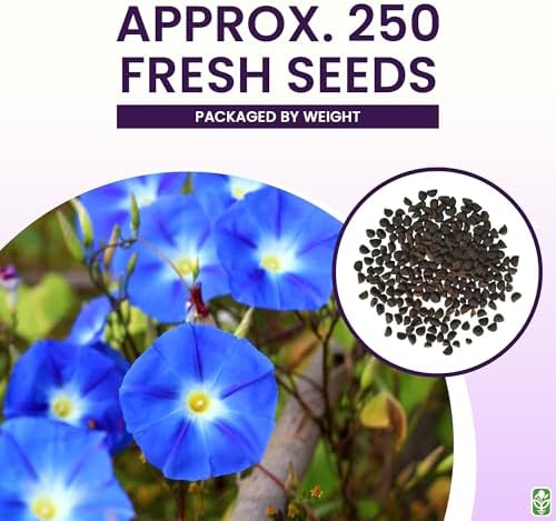 Morning Glory Seeds for Planting - 250 Fresh Seeds - Heavenly Blue Climbing Vine Flower Seed - Attracts Butterflies & Hummingbirds - Fast Growing Ivy - Grown in The USA - Image 3