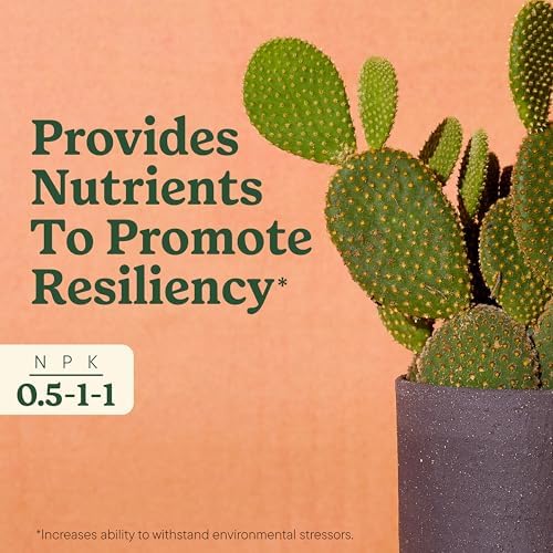 Miracle-Gro Indoor Plant Food for Cactus & Succulent, 8 fl. oz. (2-Pack) - Image 4