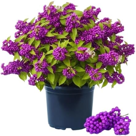 American Beautyberry Bush Plant Live, Rooted Seedling, 4 Inc Pot by HILROQG