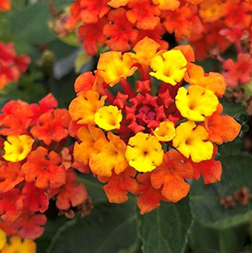 Lantana Plants Live - Fireworks Pack of 3 Lantana Live Plants for Planting - 4-6 Inches Tall - Attracts Butterflies, Perfect for Containers, Low Maintenance by Unknown