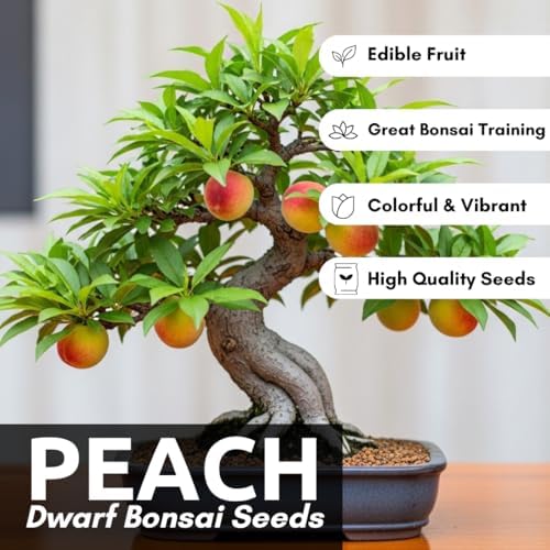 Bonsai Peach Tree Seeds – 2 Large Seeds for Miniature Fruit-Bearing Trees – Easy to Grow, Hardy, Produces Sweet Peaches - Great for Beginner Bonsai - Ideal for Home Garden - Image 3